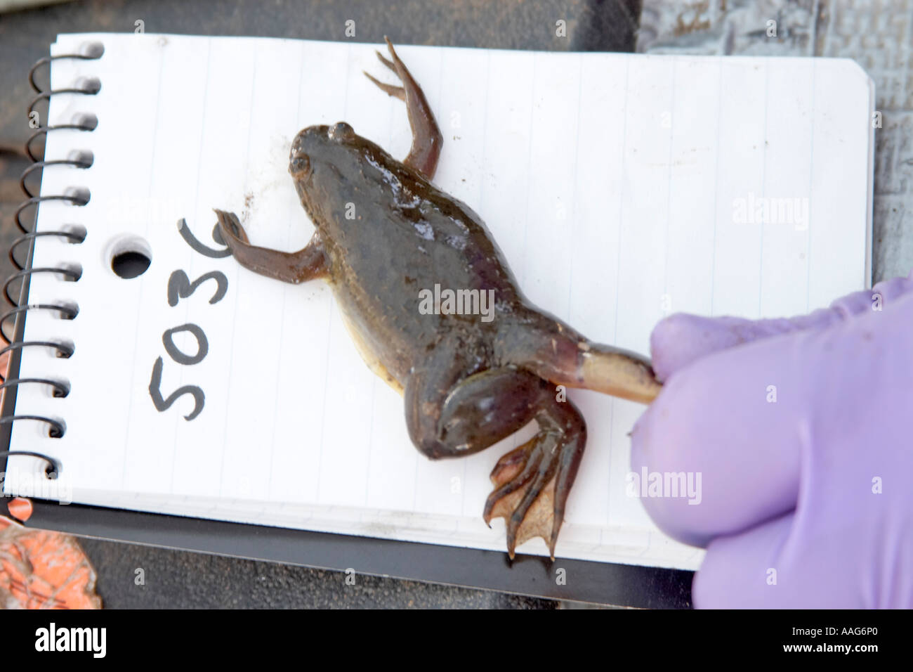 SES Scientific Exploration Society Blue Nile expedition 200511 Stock