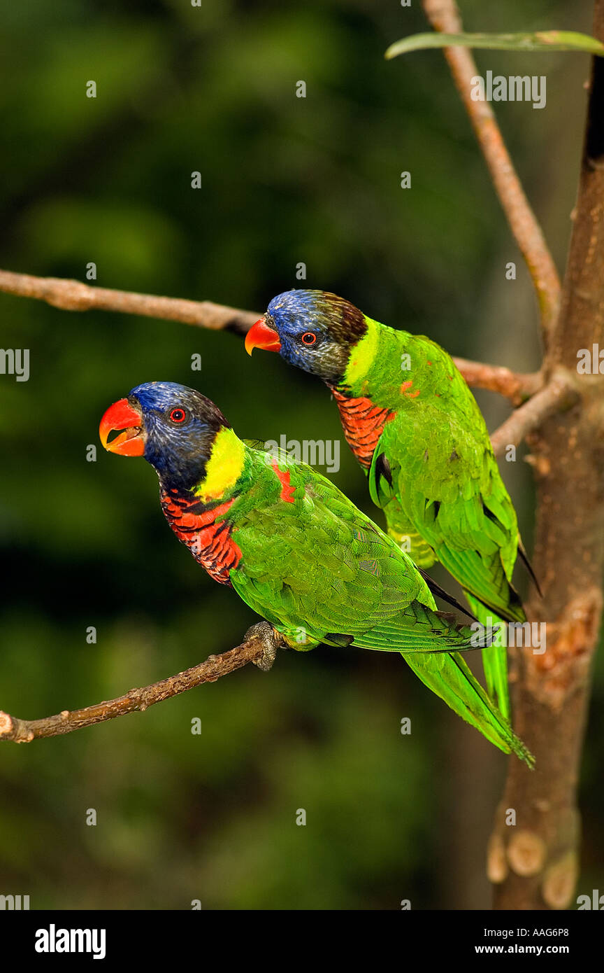 Rainbow lorikeets in Jurong Bird Park Singapore Stock Photo Alamy