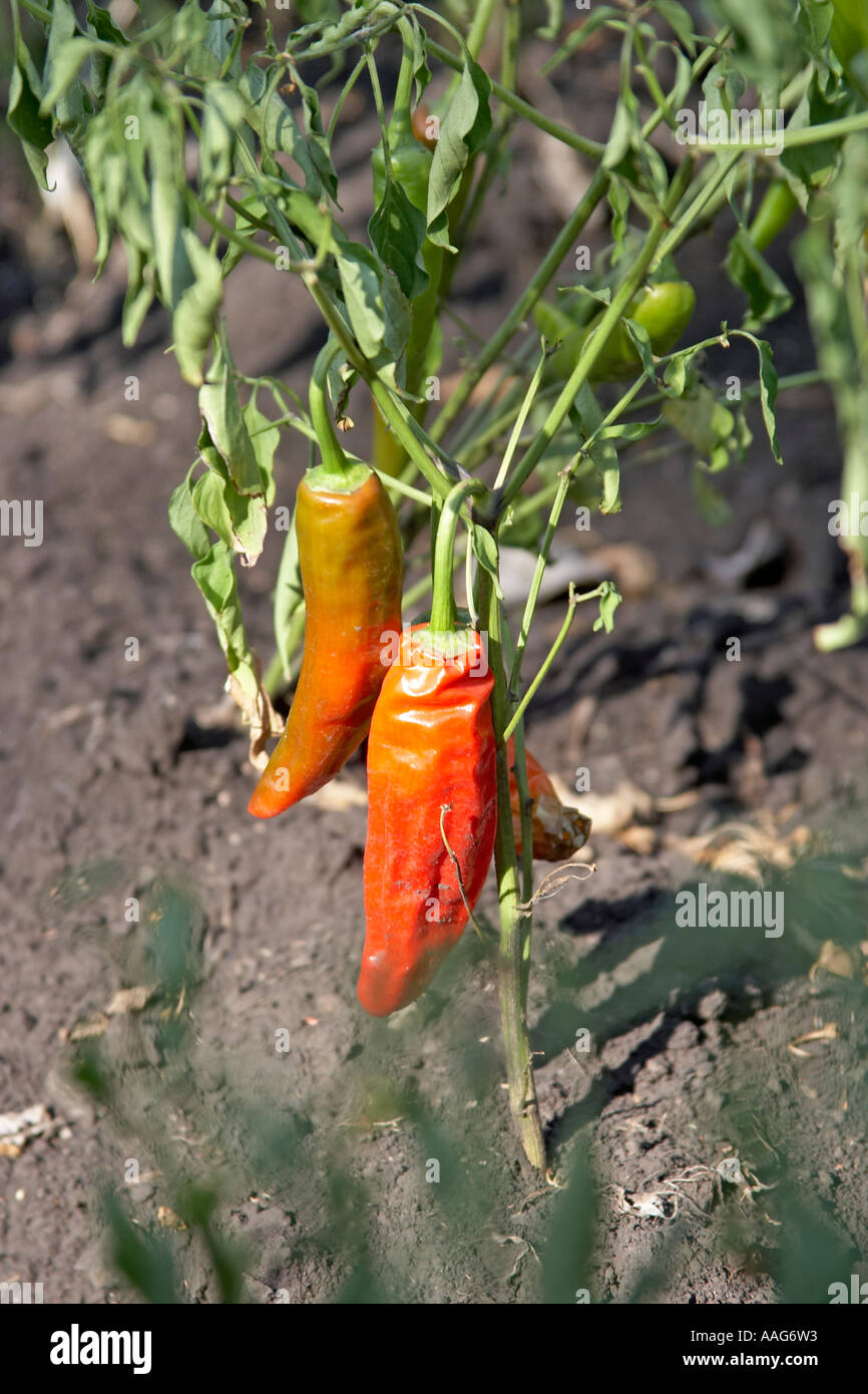 Chili plants growing near Kuch Ethiopia Africa Stock Photo Alamy