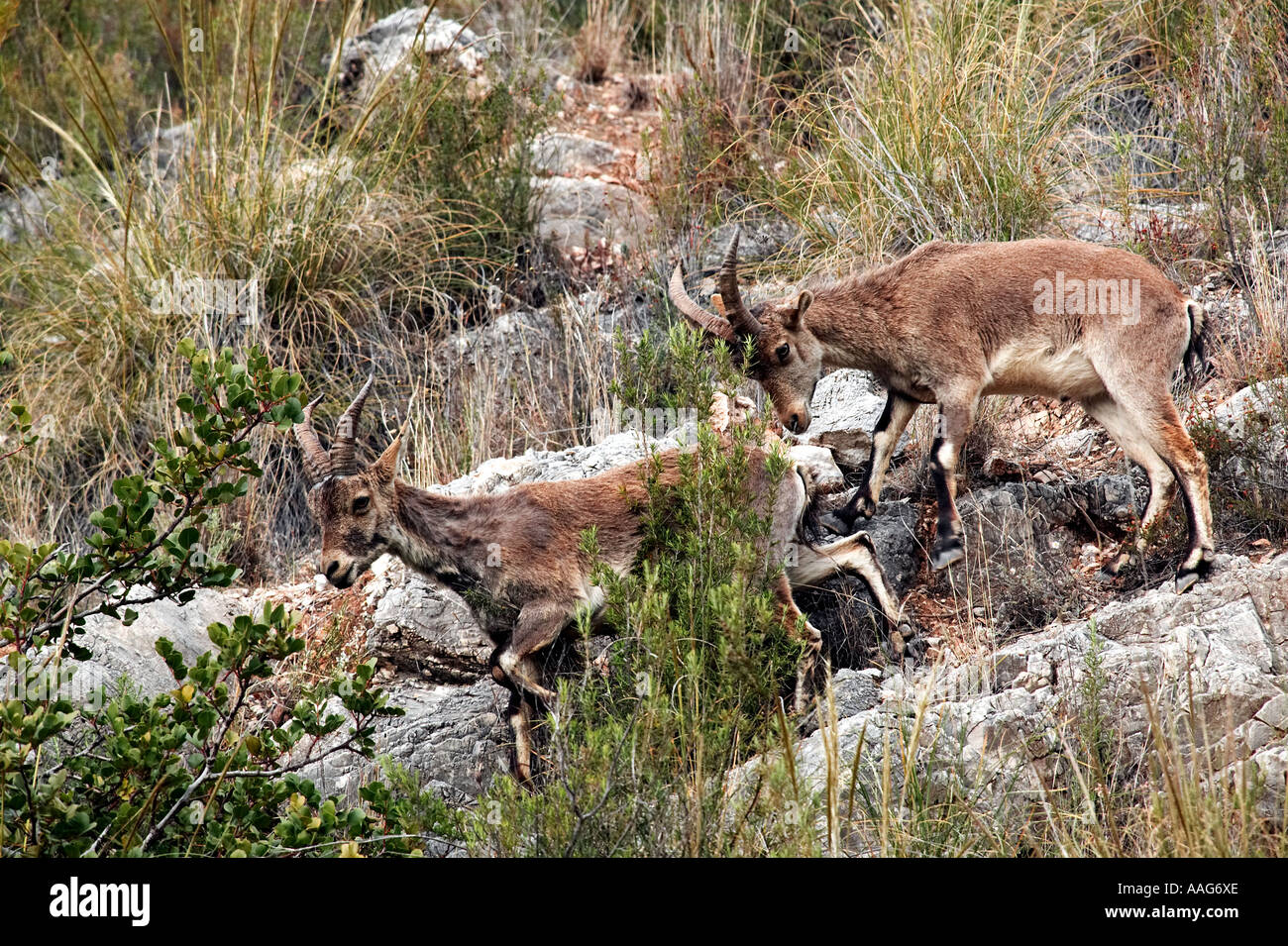 Spanish Ibex male Capra pyrenaica Spain Stock Photo - Alamy