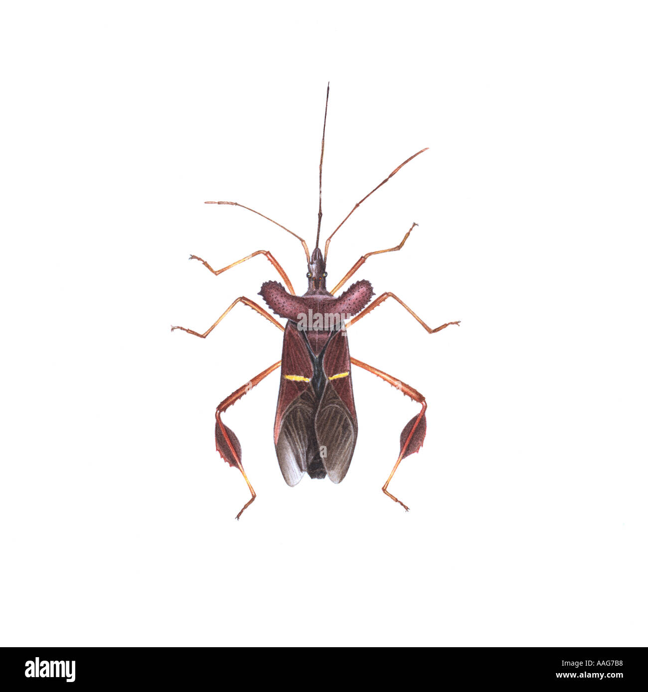Hemiptera Heteroptera True Bug Painting Stock Photo