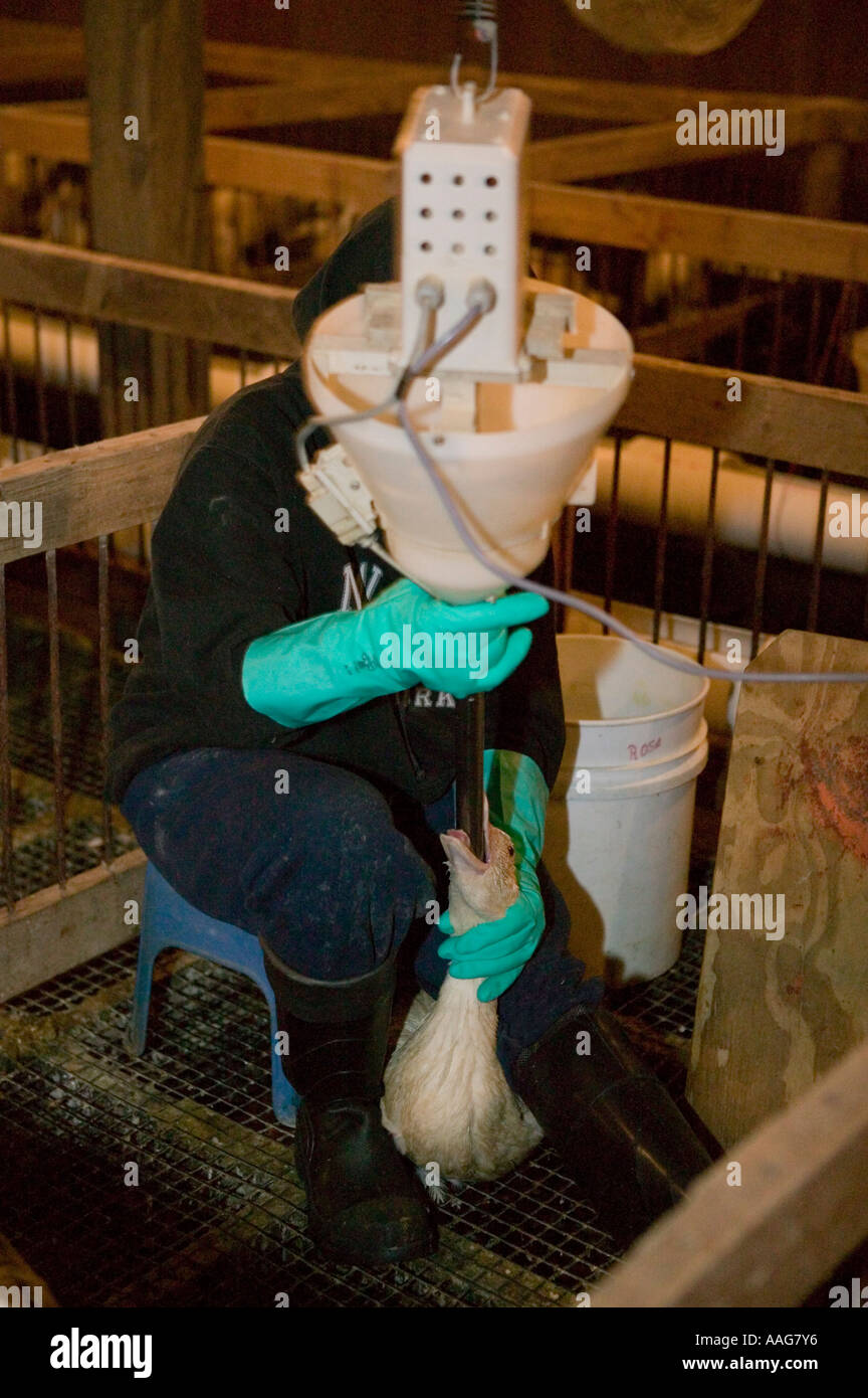 A duck being force fed to produce fatty liver foie gras in upstate