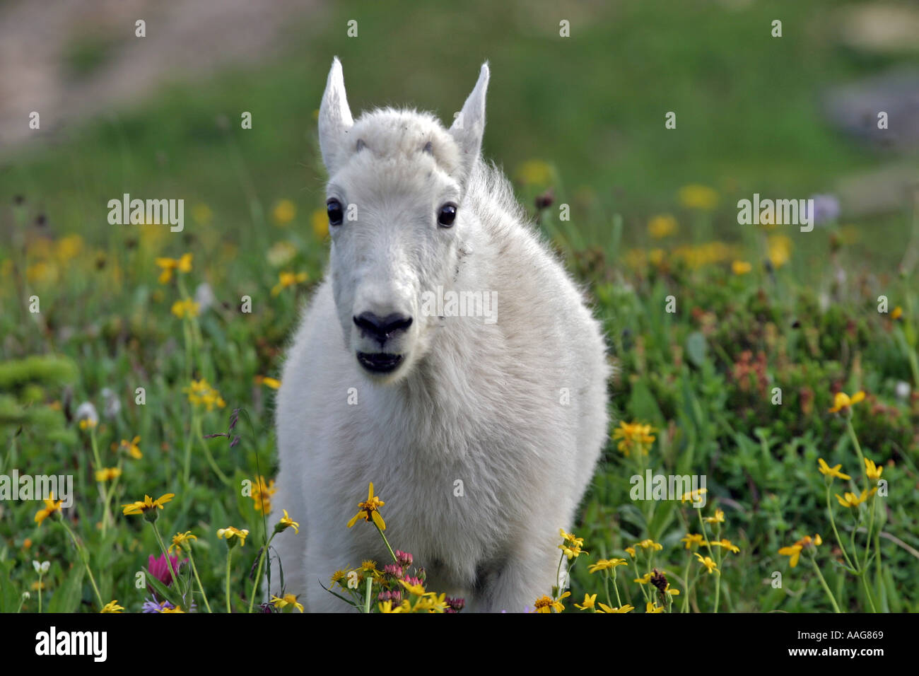 Mountain goat in wildflowers hi-res stock photography and images - Alamy