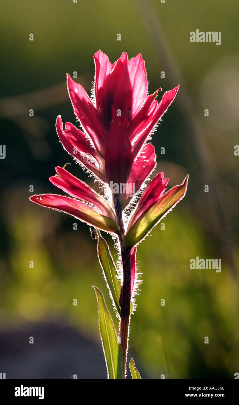 Mountain Indian Paintbrush Castilleja parviflora  Stock Photo