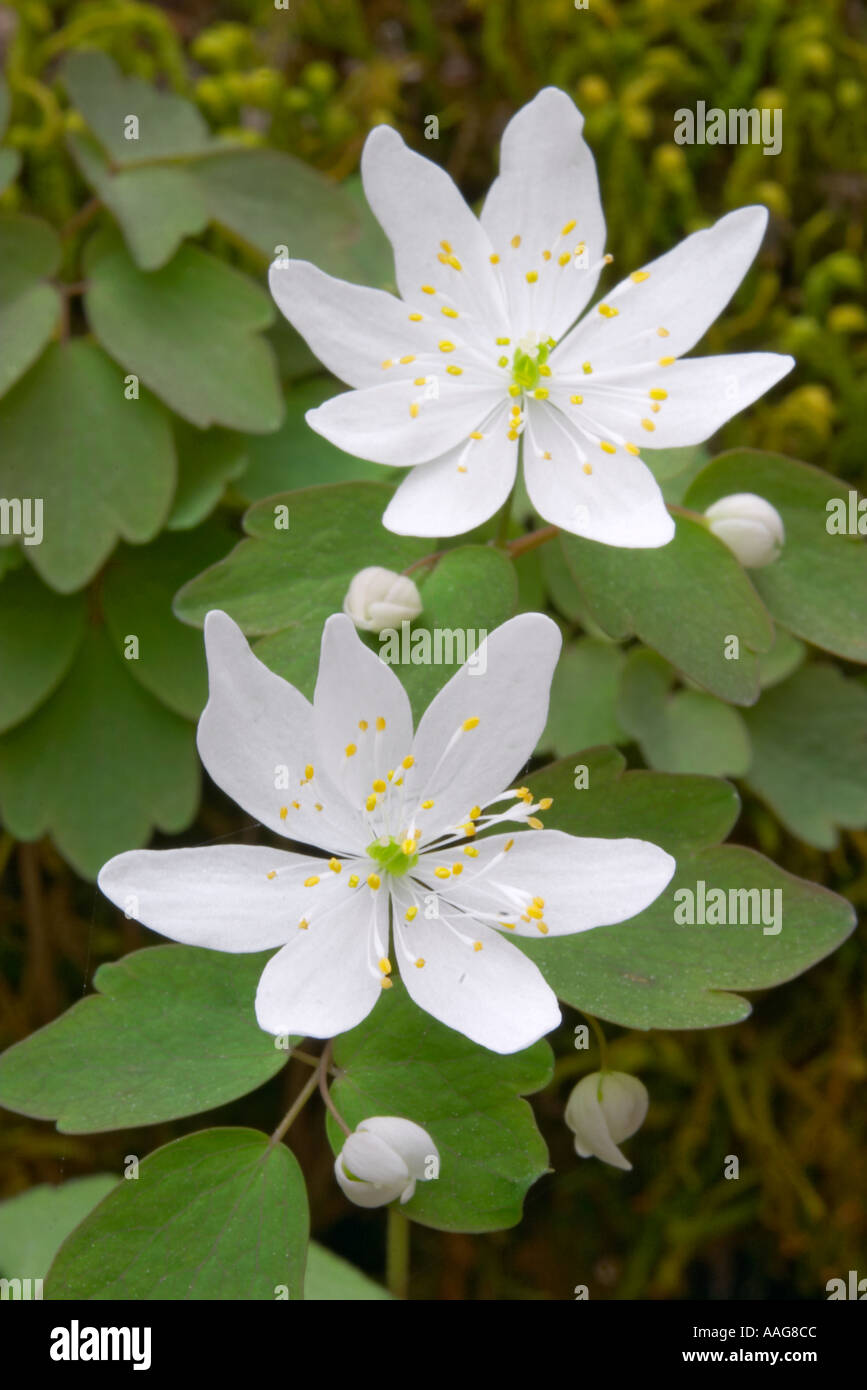 A Rue Anemone growing int the Great Smoky Mountains National Park  Stock Photo