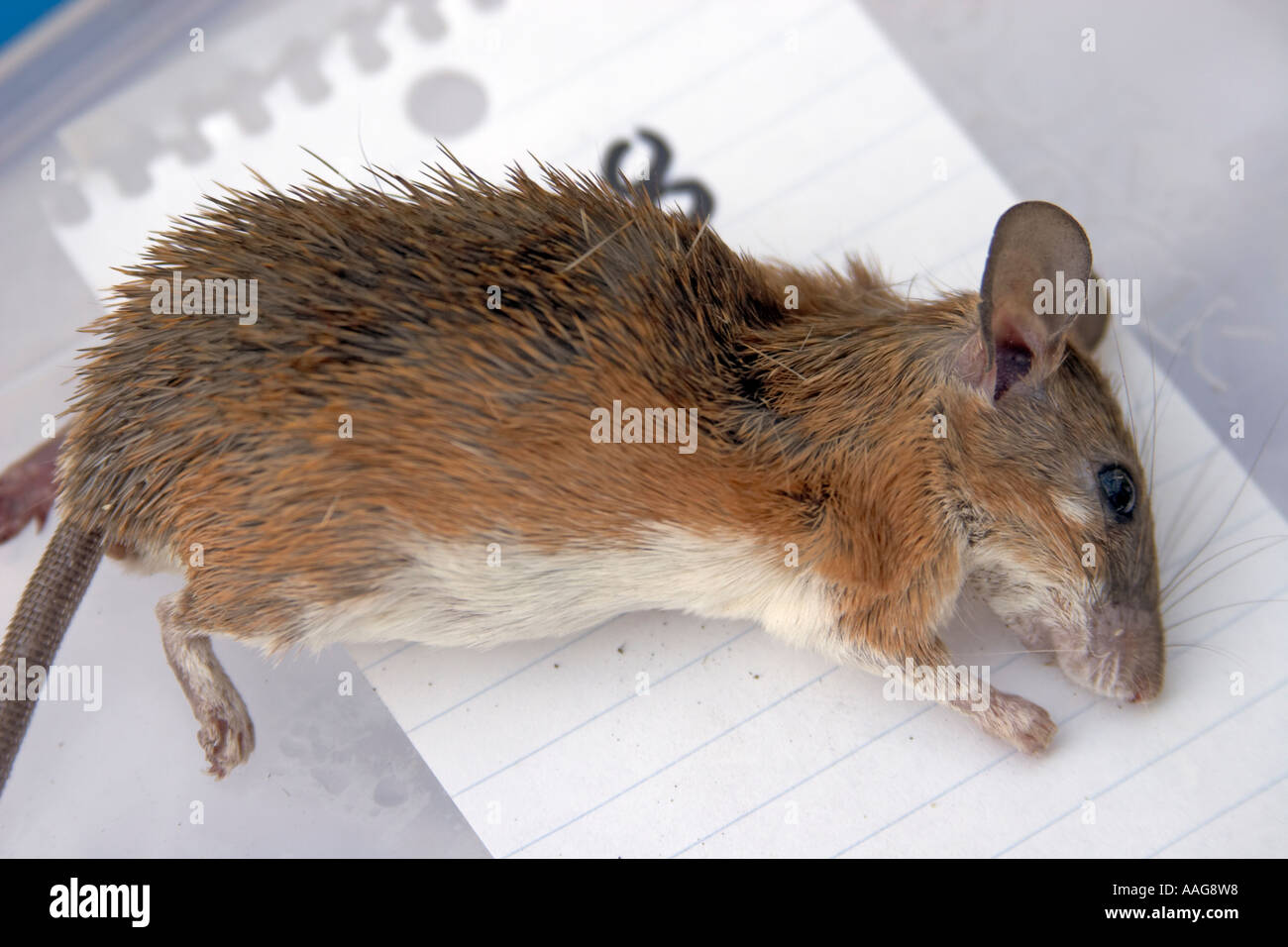 SES Scientific Exploration Society Blue Nile expedition 200511 Stock