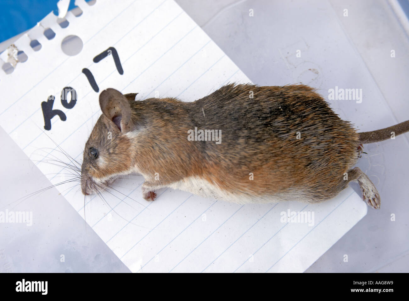 SES Scientific Exploration Society Blue Nile expedition 200511 Stock