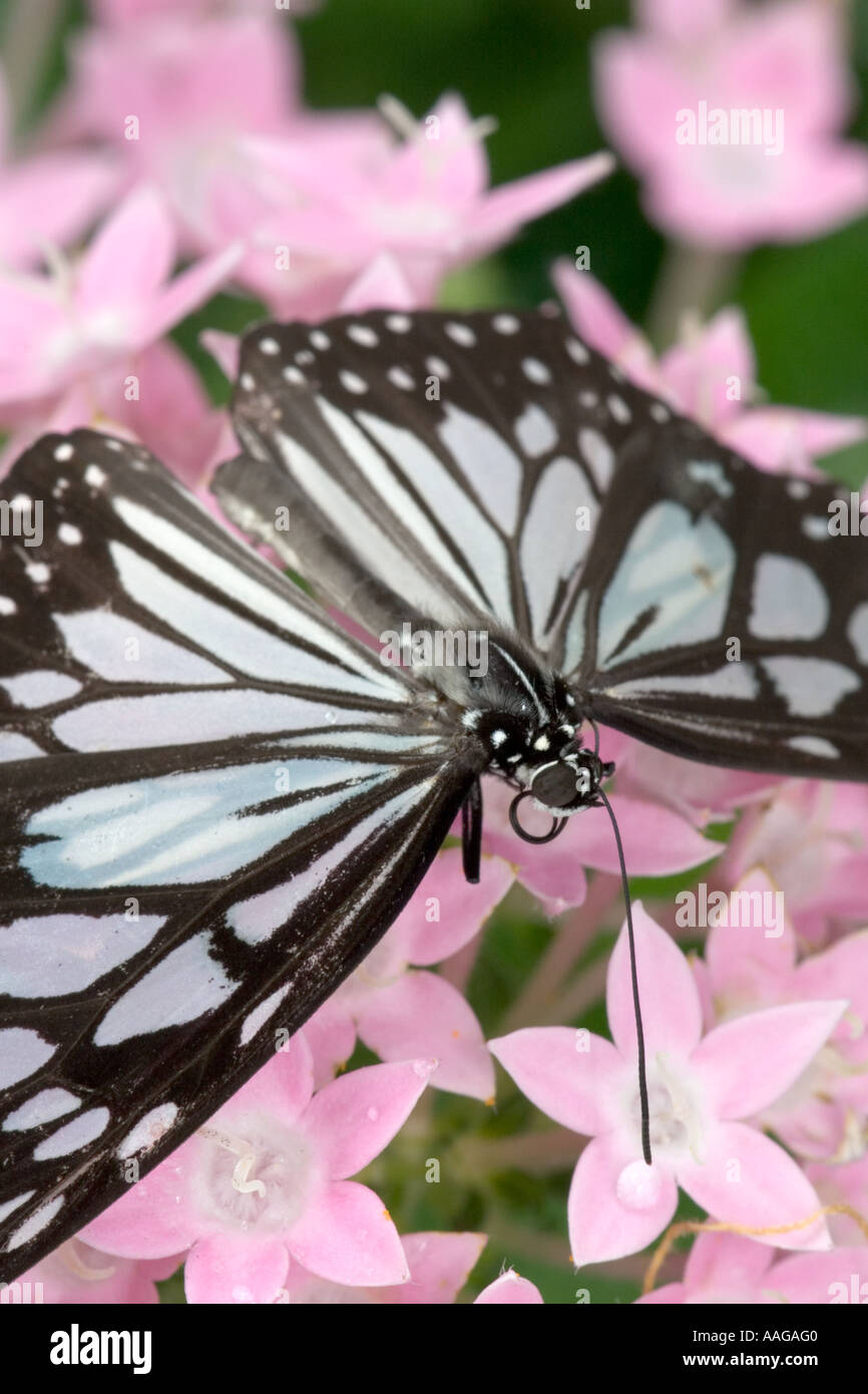 Wood nymph butterfly on star cluster (penta) Stock Photo