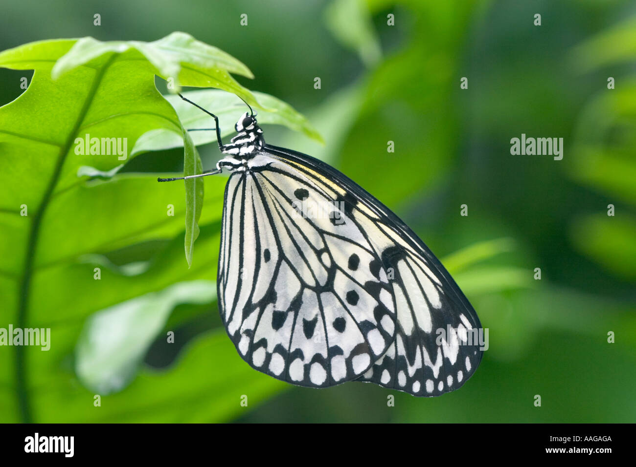 Tropical butterfly at rest Stock Photo - Alamy