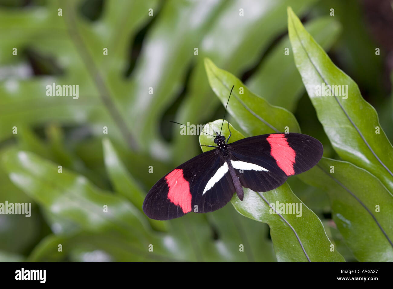 Postman Insect Black postman hi-res stock photography and images - Alamy