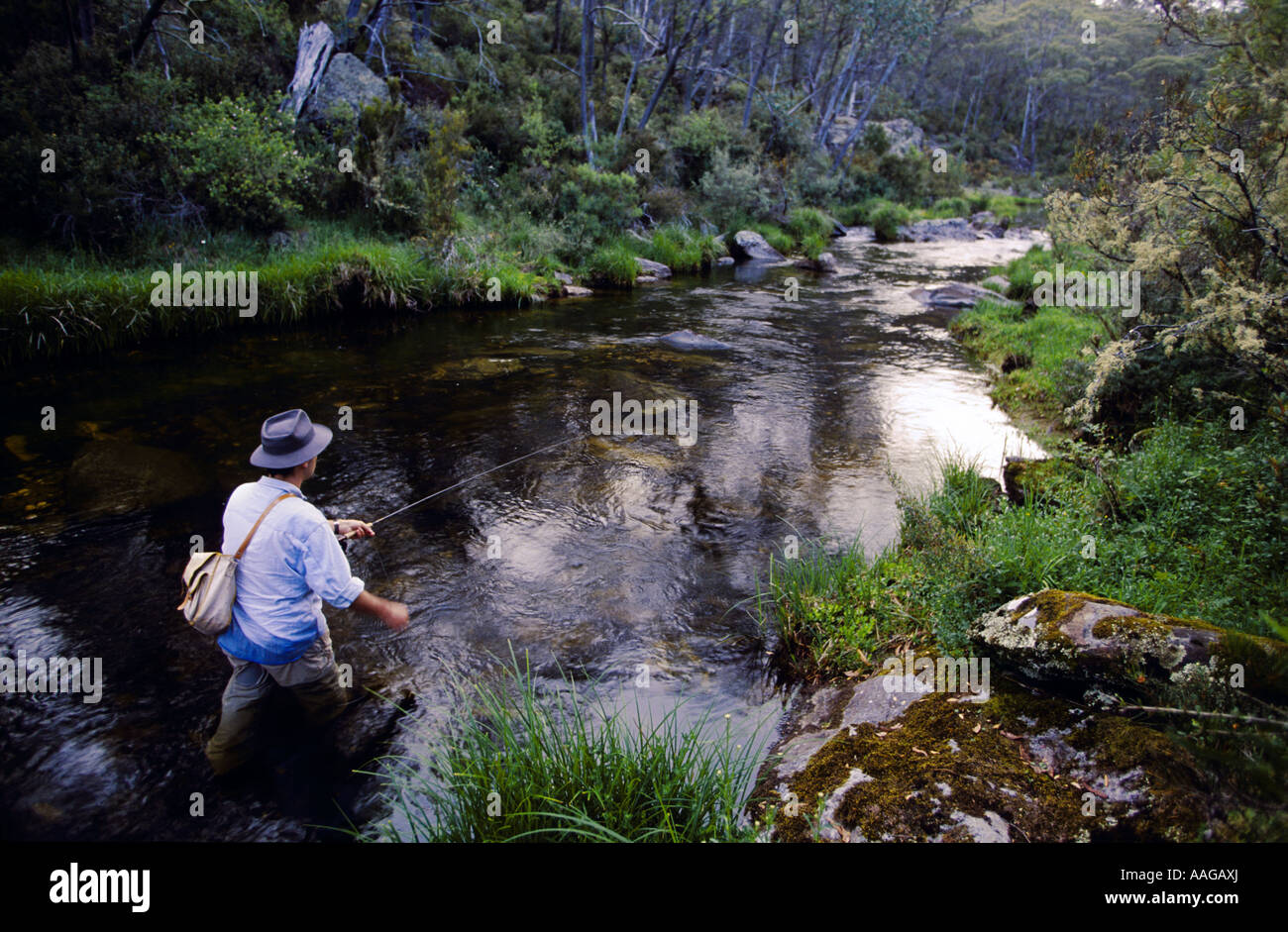 Fly fishing, Cobungra River, , NE Victoria, Australia Stock Photo Alamy