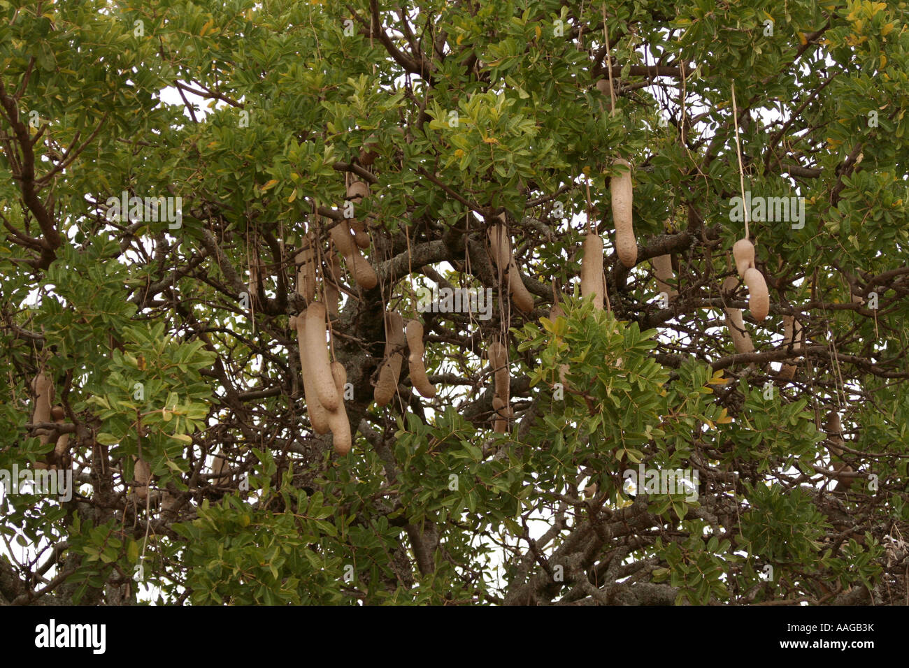 Sausage Tree fruit Kenya Stock Photo Alamy