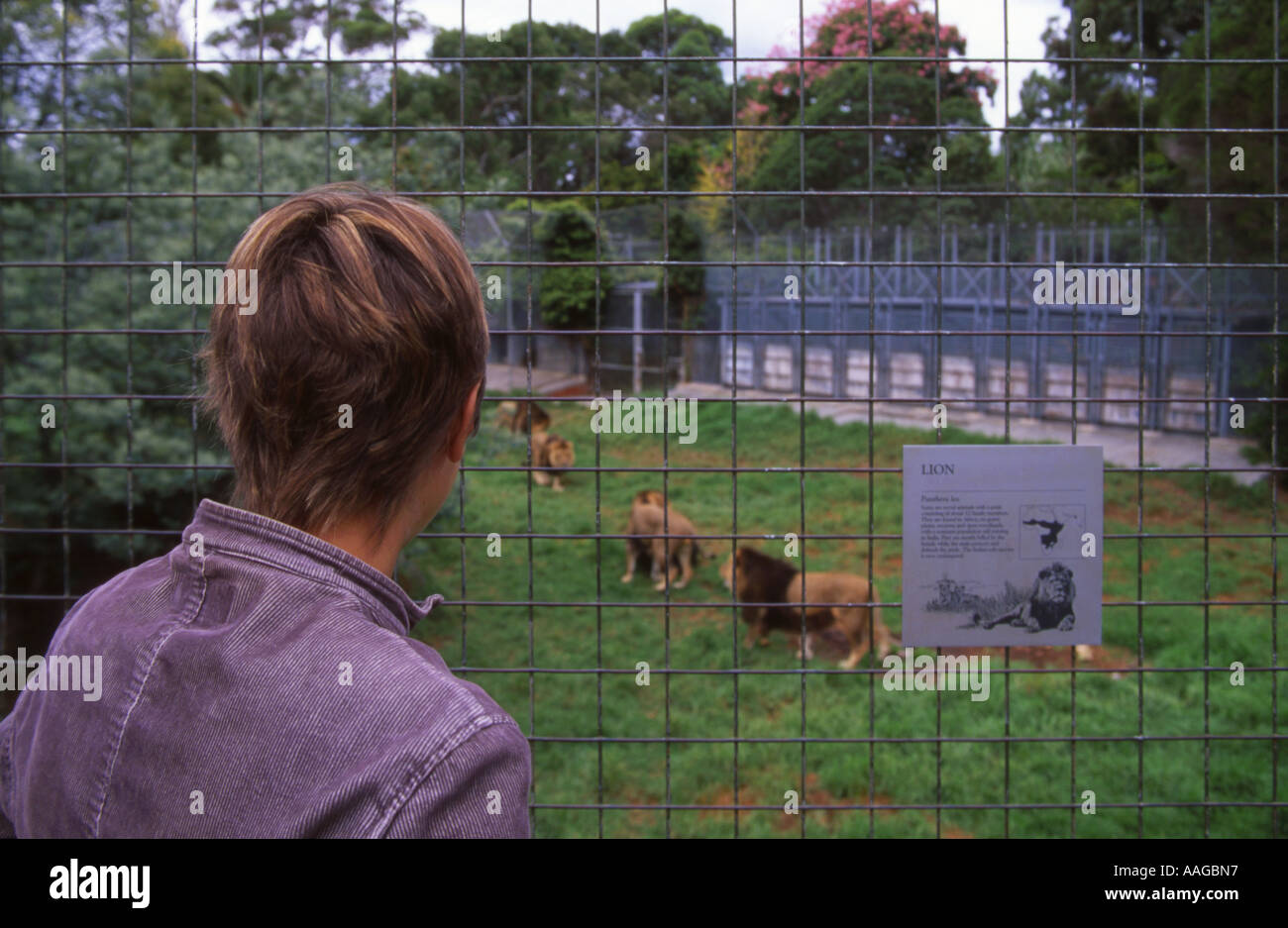 Young Woman at the Lion Enclosure of Melbourne Zoo Victoria Australia Stock Photo