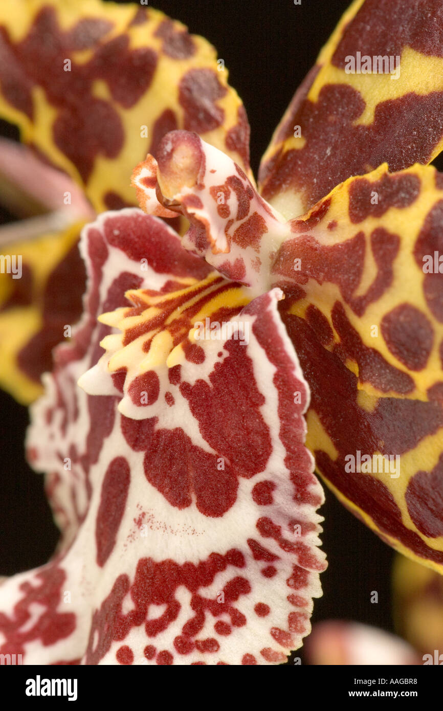 Odontoglossum Orchid Stock Photo