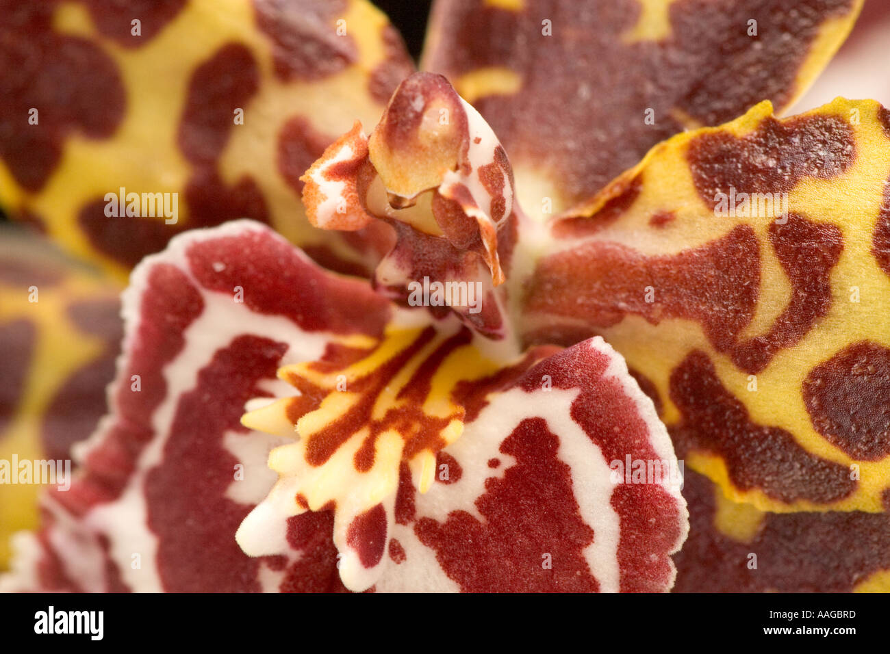 Odontoglossum Orchid Stock Photo