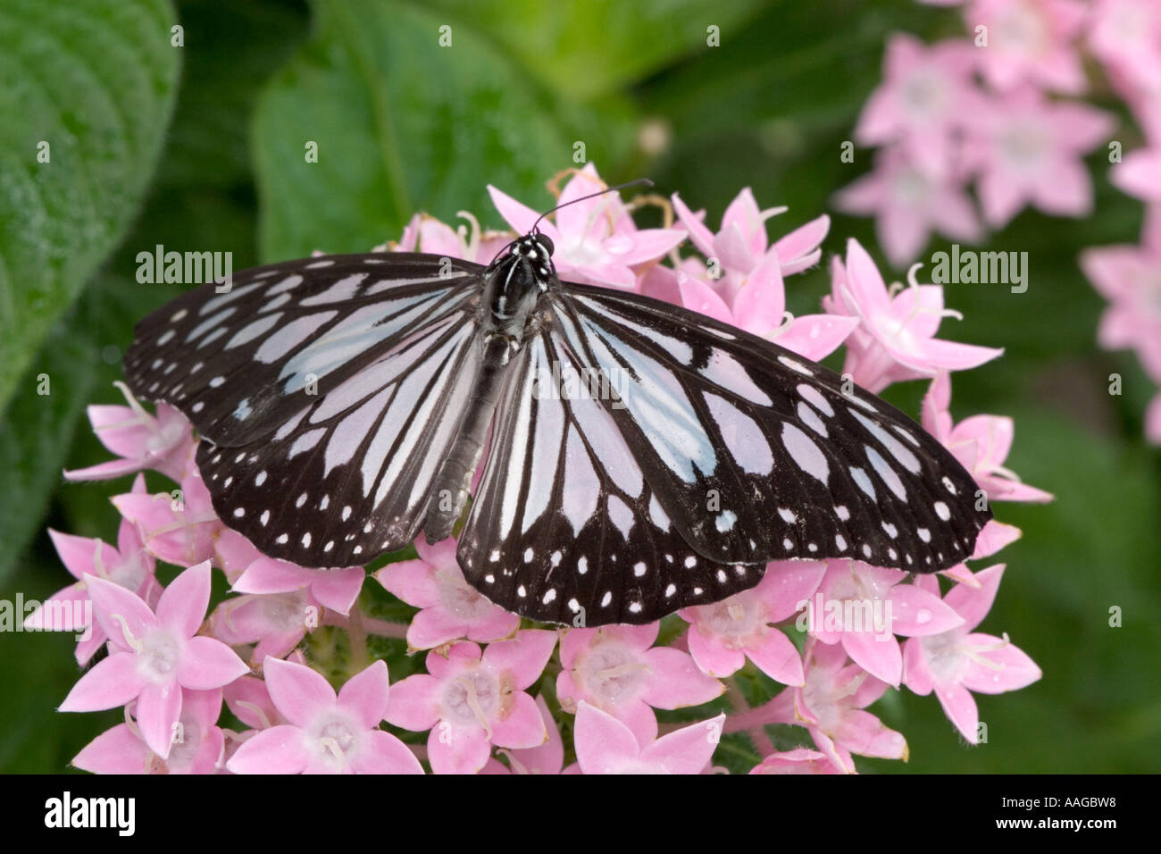 Wood nymph butterfly on star cluster (penta) Stock Photo