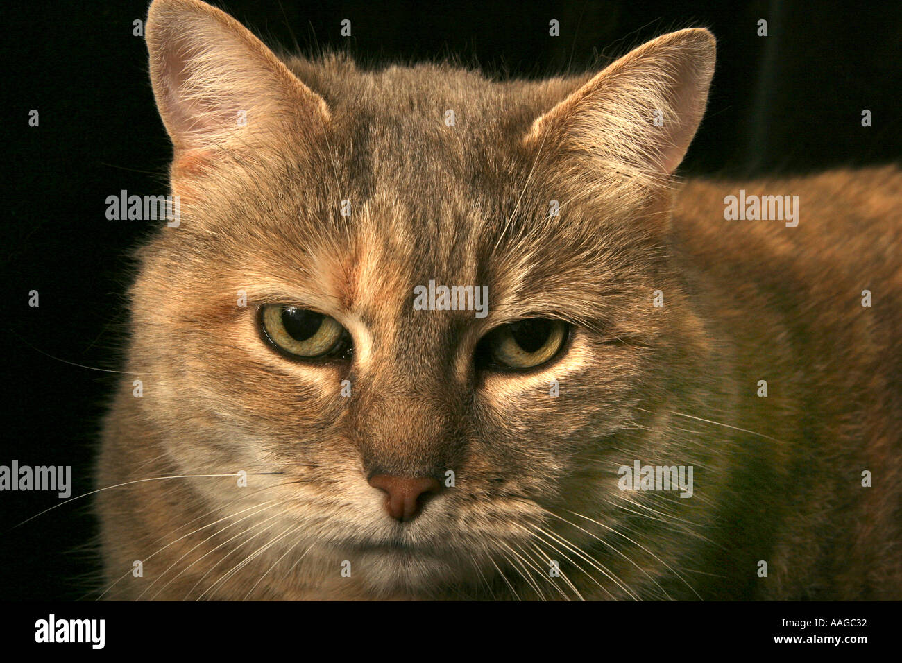 Calico Cat s Face Stock Photo - Alamy