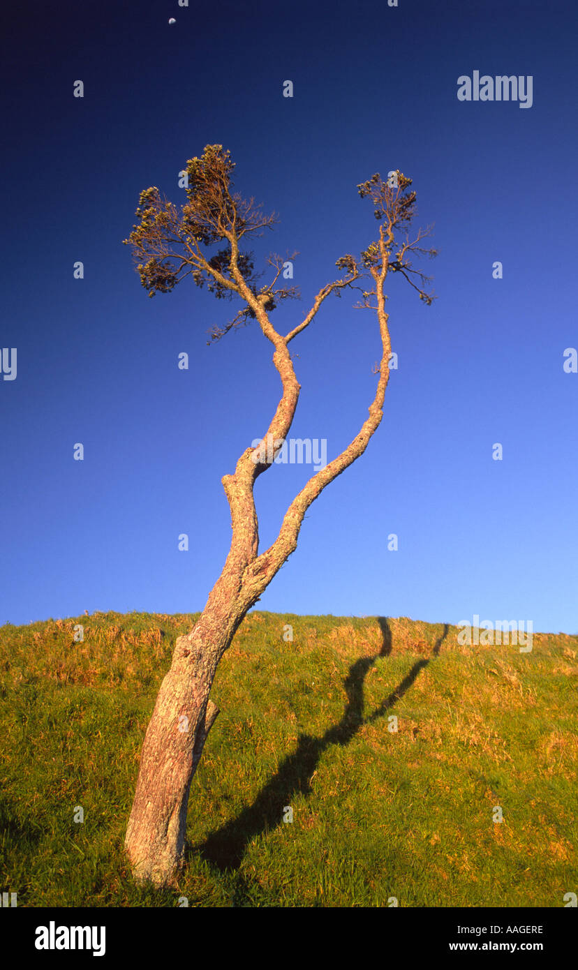 Lone Tree and Moon Mt Eden Auckland New Zealand Stock Photo