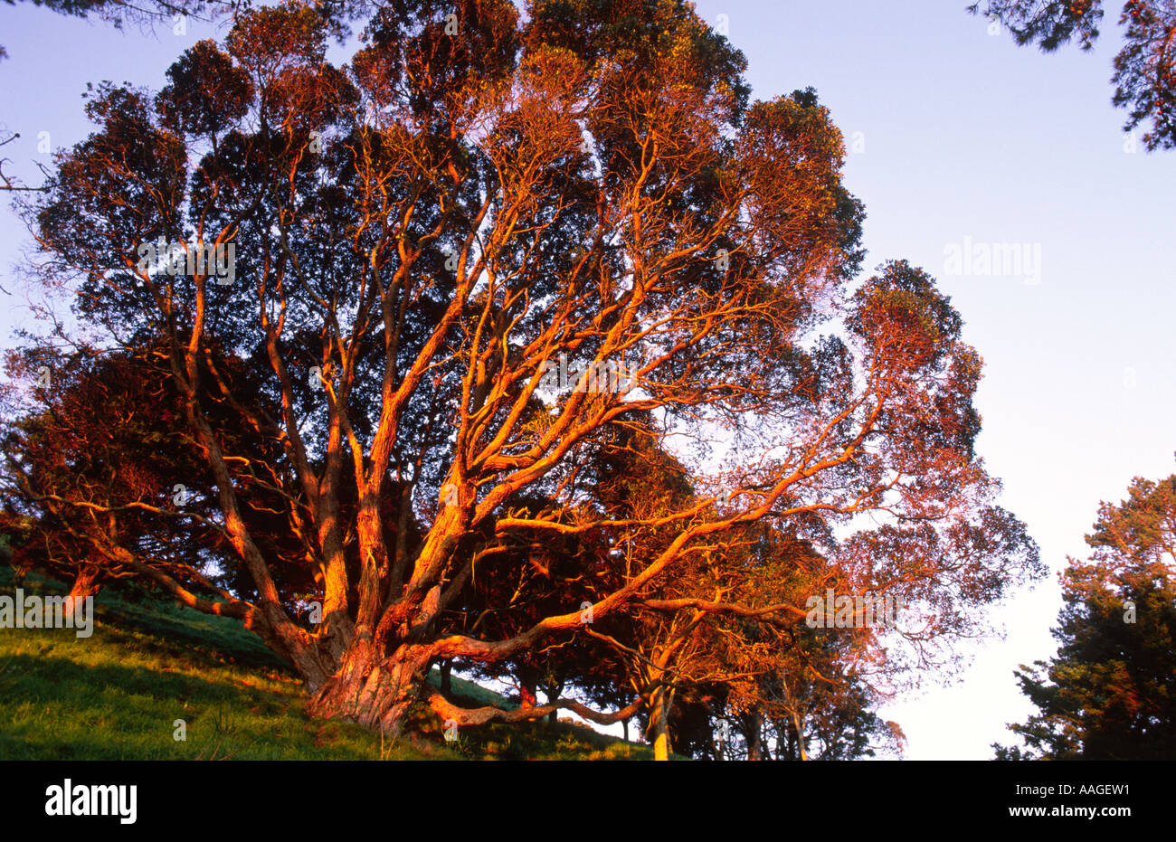 Tree at Mt Eden Auckland North Island New Zealand Stock Photo