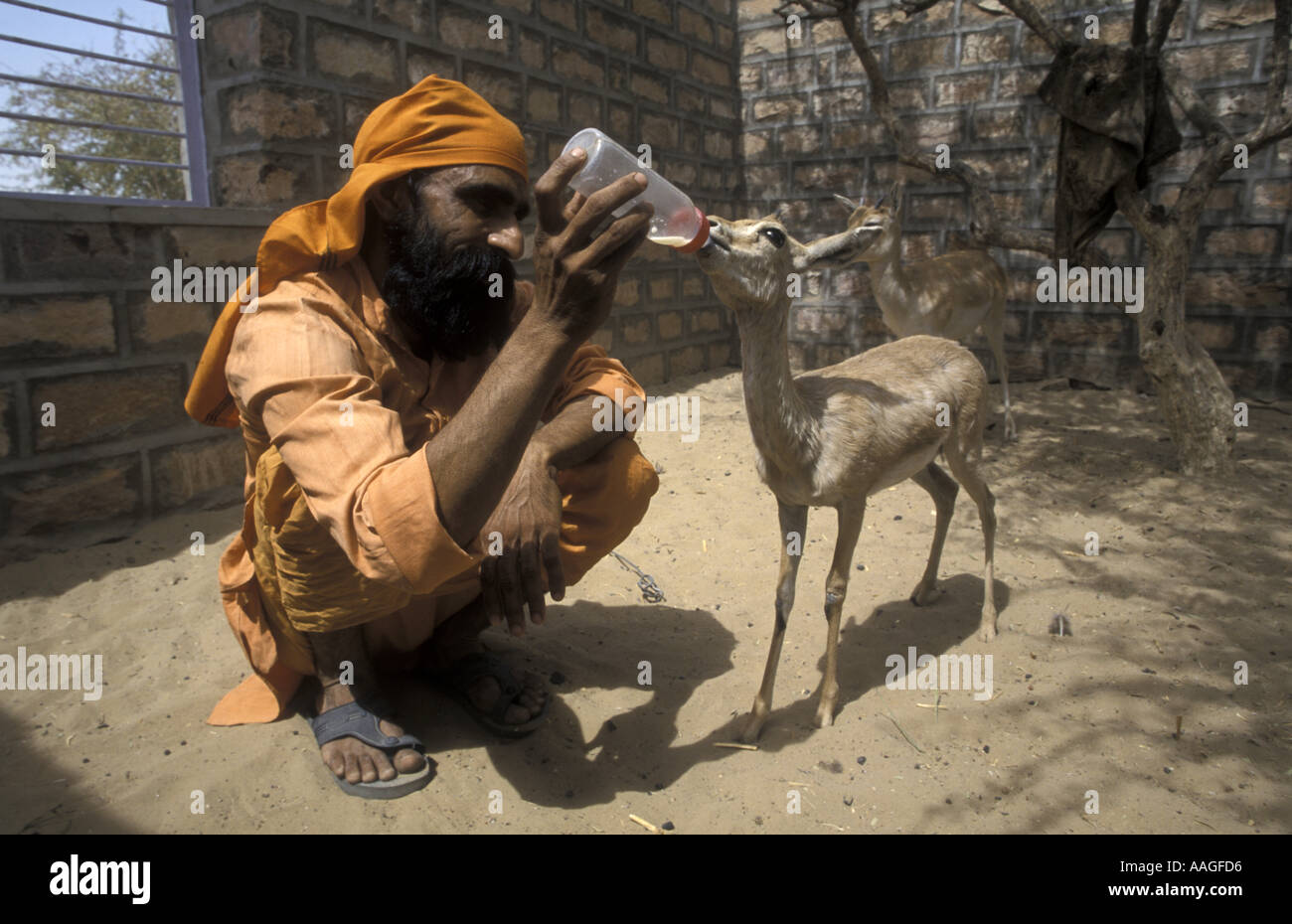 Bishnoi tribal man feeding a baby deer Rajasthan India Stock Photo