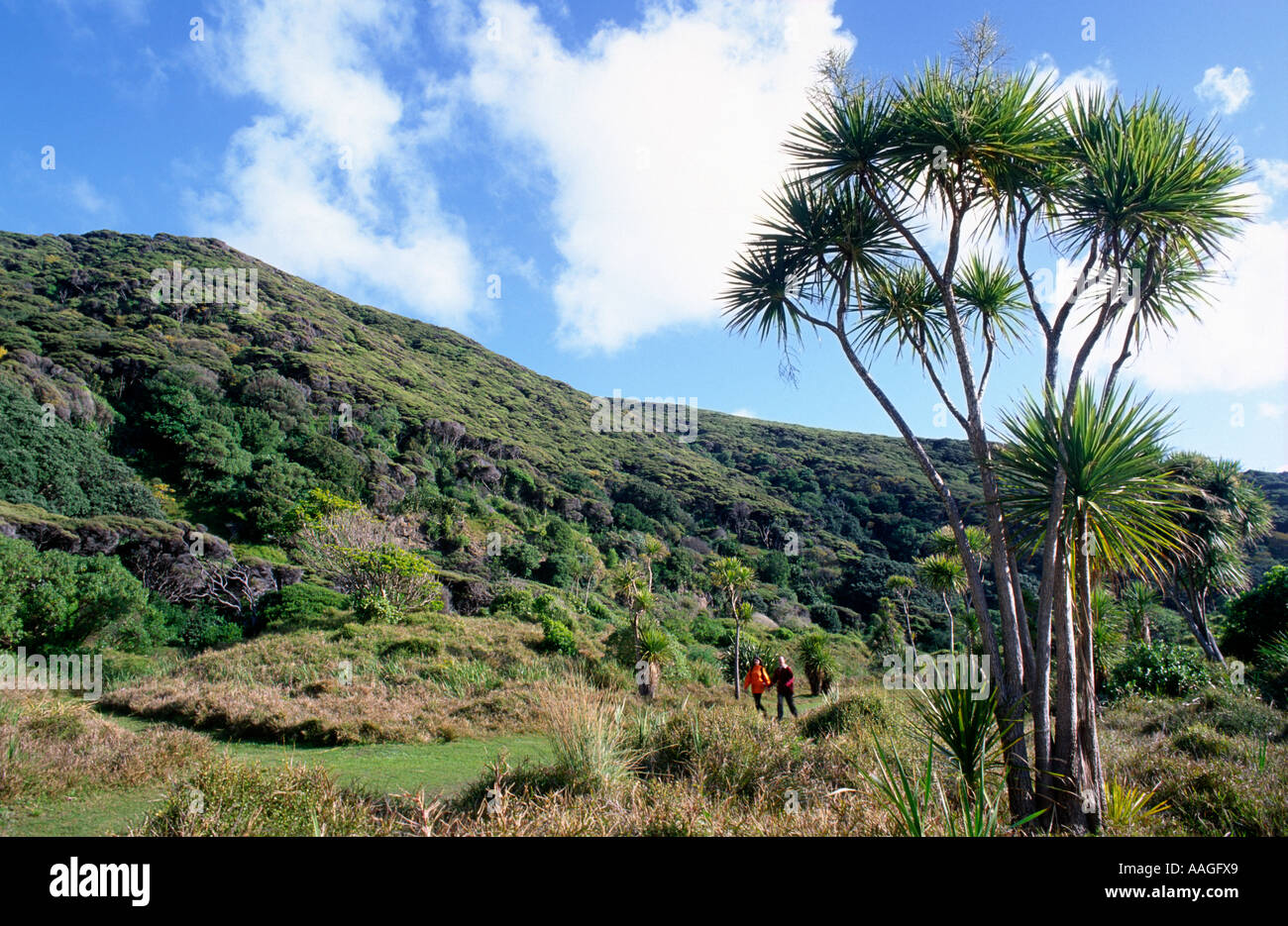 Cabbage Tree and Trekkers Karekare North Island New Zealand Stock Photo