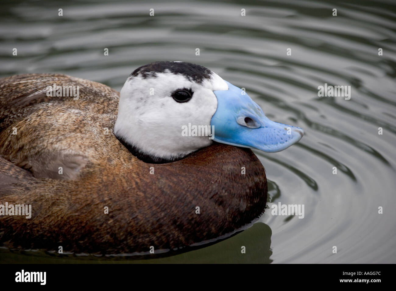 White Headed Duck The Wetlands Centre Barnes London England UK Stock