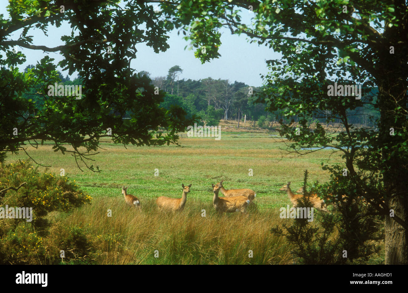 Arne nature reserve hi-res stock photography and images - Alamy