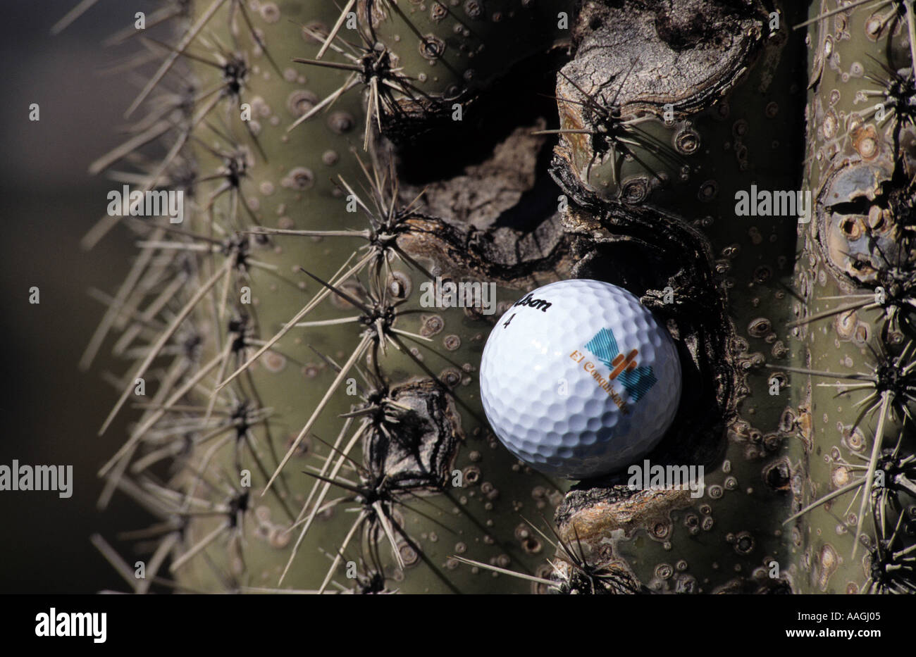 Golfball sticks in a cactus Arizona Stock Photo