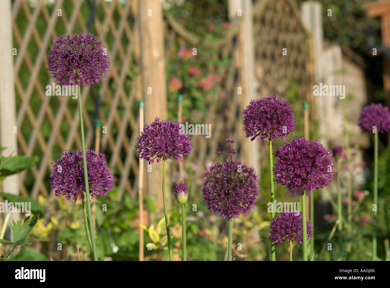 Perennial bulb grown alliums hires stock photography and images Alamy