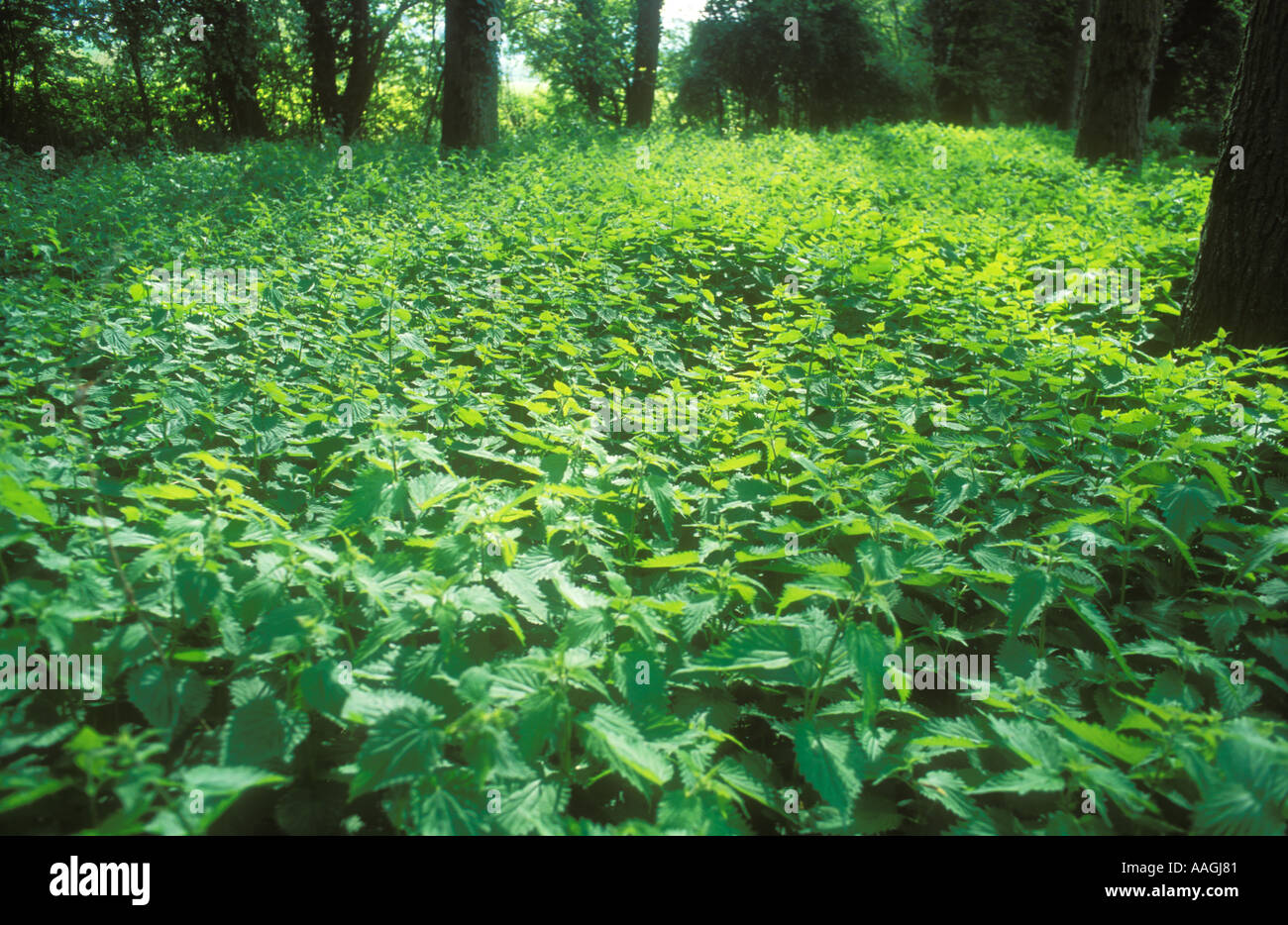 A large bed of Stinging Nettles Stock Photo Alamy