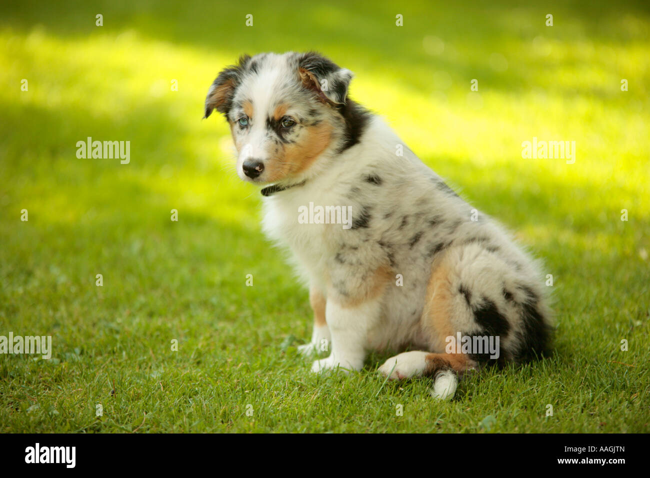 aussie puppies