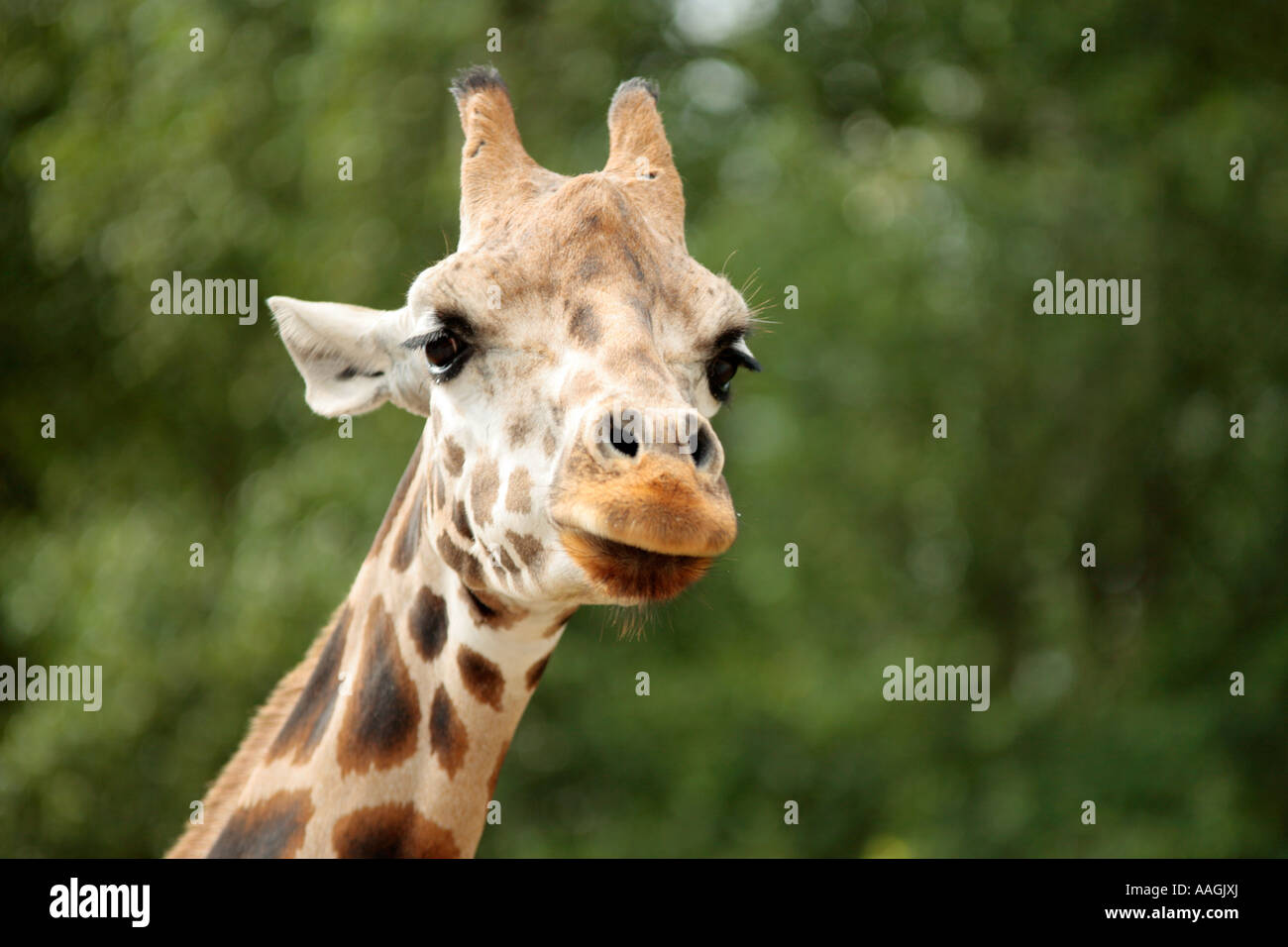 portrait of a giraffe Stock Photo - Alamy