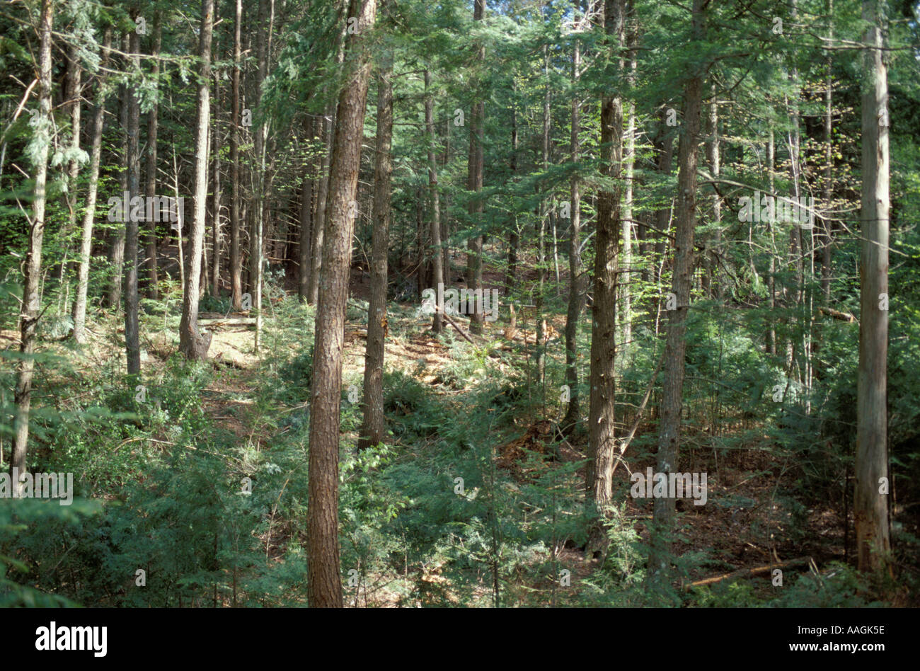 Sidney ME Selective Logging Green Certification A selectively cut forest in central Maine  Stock Photo