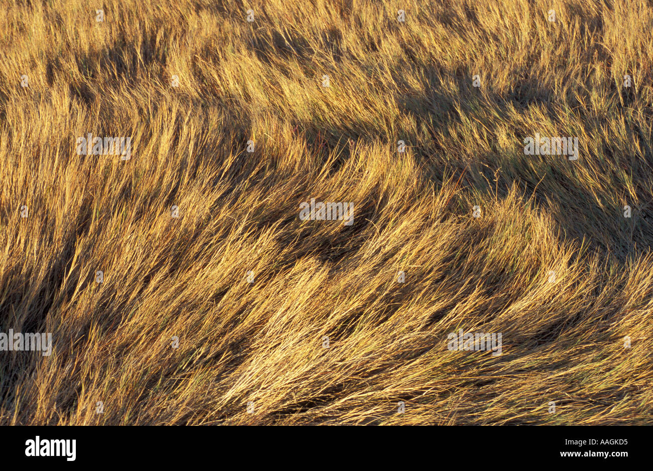 Biddeford ME Salt marsh grasses near Biddeford Pool TPL project