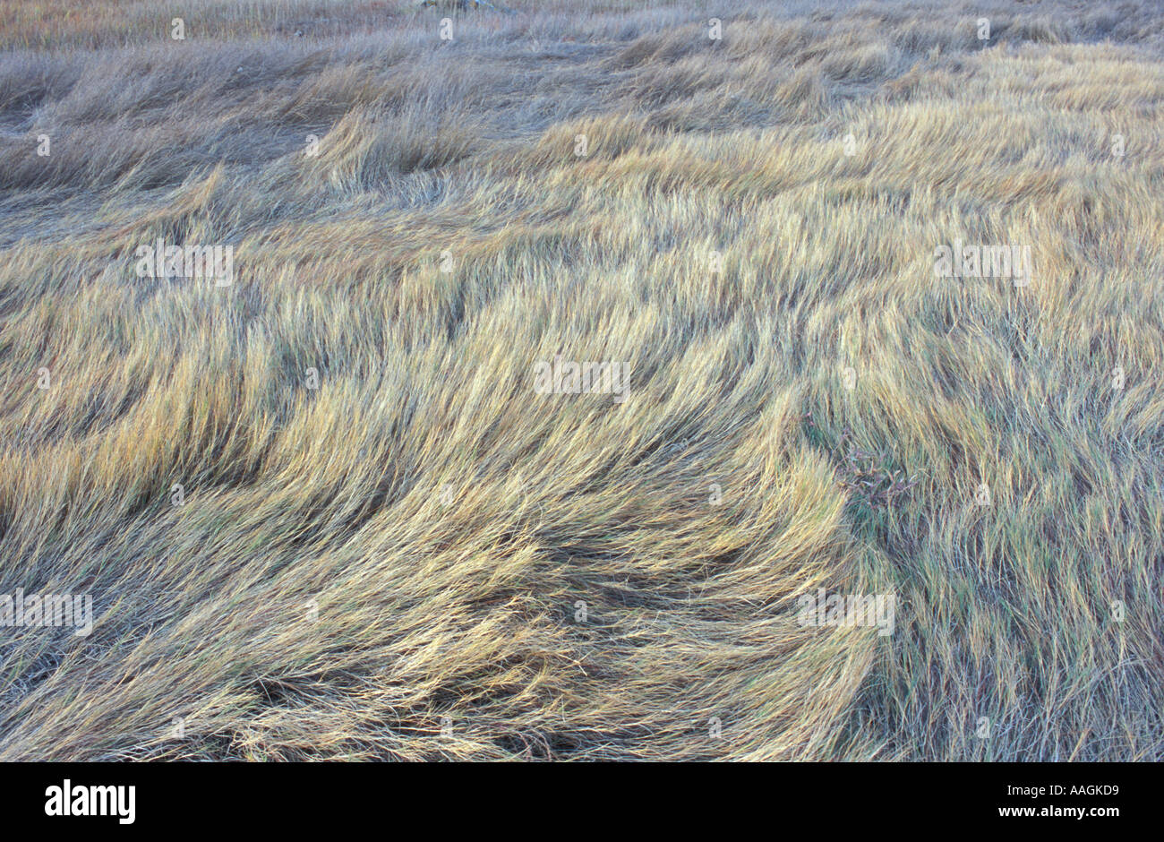 Biddeford ME Salt marsh grasses near Biddeford Pool TPL project