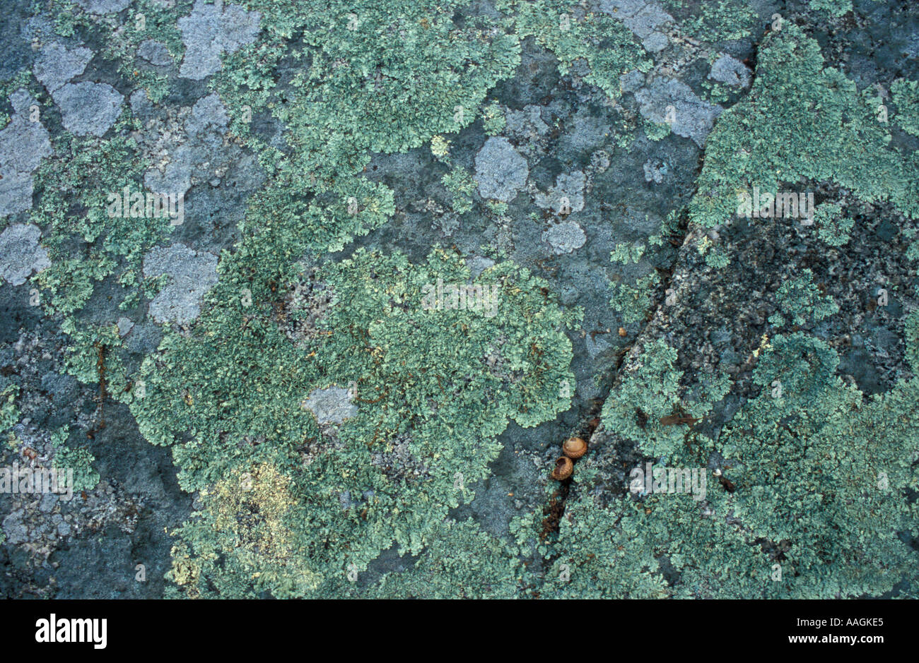 Biddeford ME Lichens on a rock in the forest at the Grose Property at Fortunes Rocks TPL project  Stock Photo