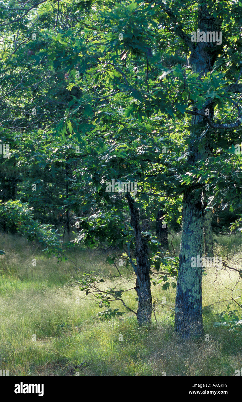 Freedom NH Grass grows beneath an oak forest on the summit of Mary s