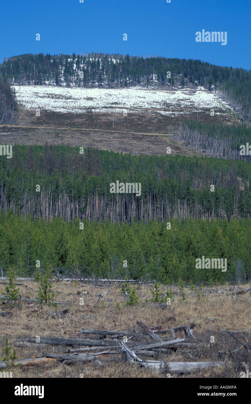 Yaak Valley MT Clearcuts in Montana s Kootenai National Forest Stock