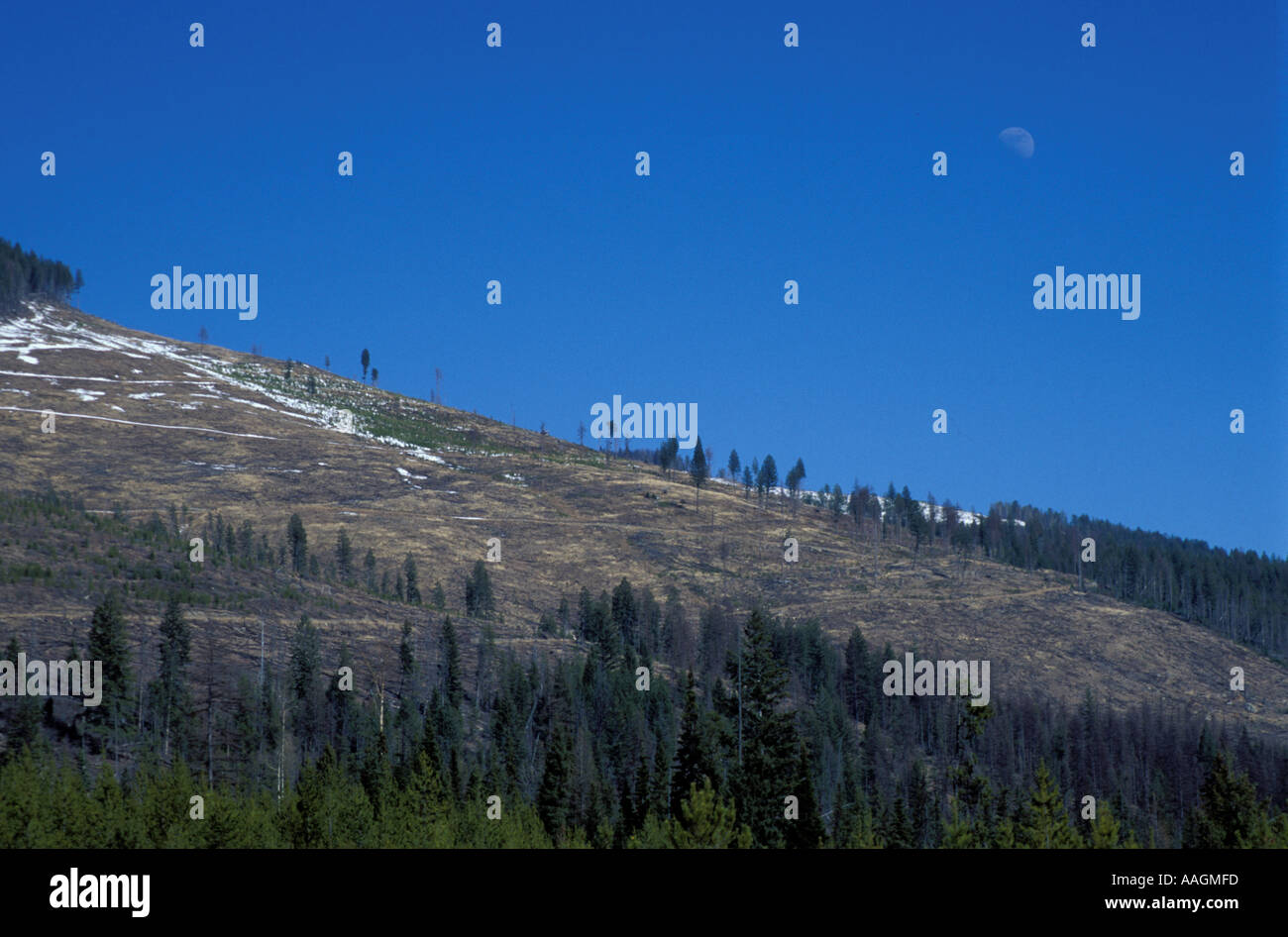 Yaak Valley MT Clearcuts in Montana s Kootenai National Forest Stock