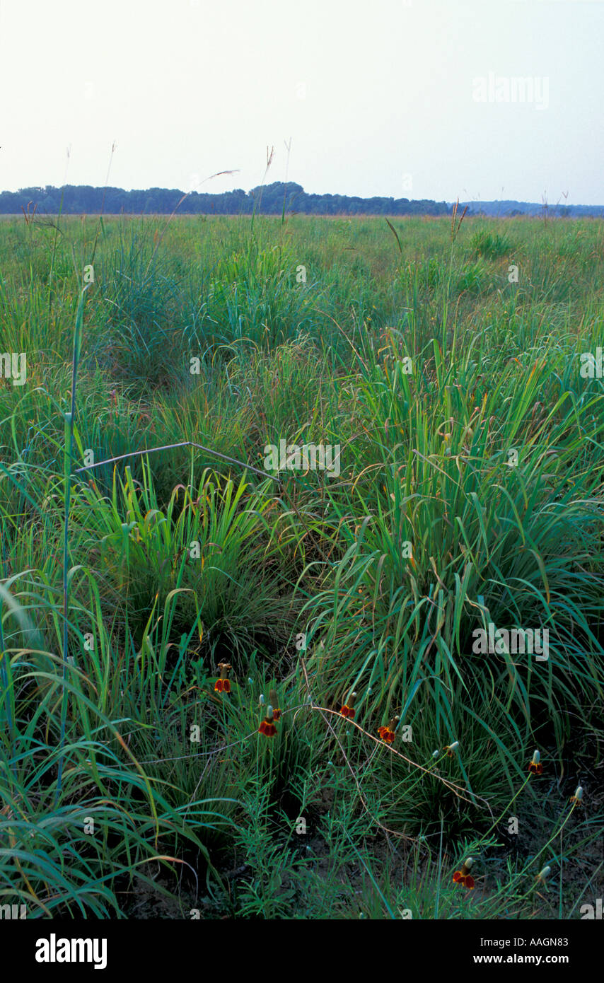 Queen Anne s County MD Prarie coneflower ratibida pinnata in a restored
