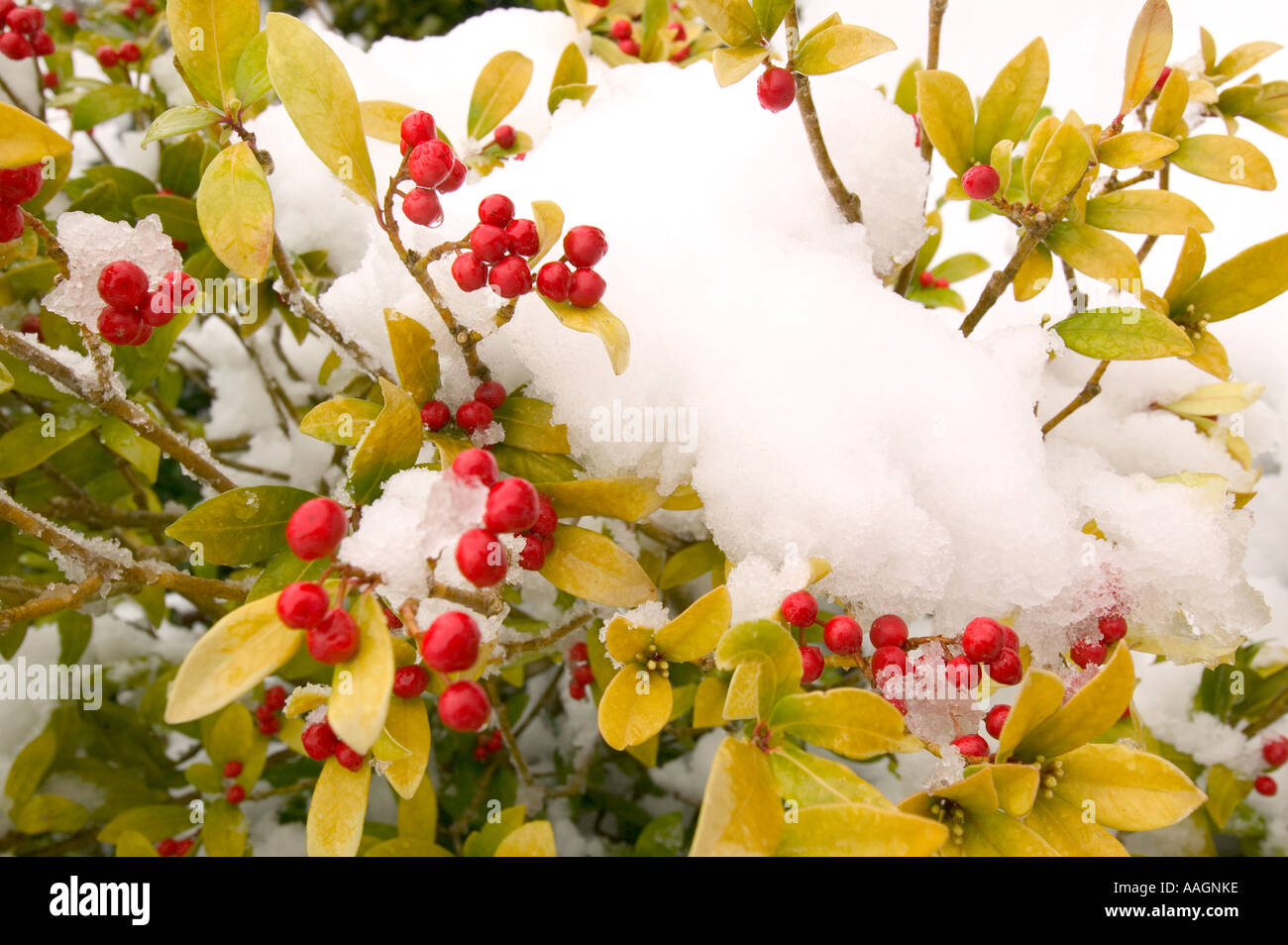 snow on red berries Stock Photo - Alamy
