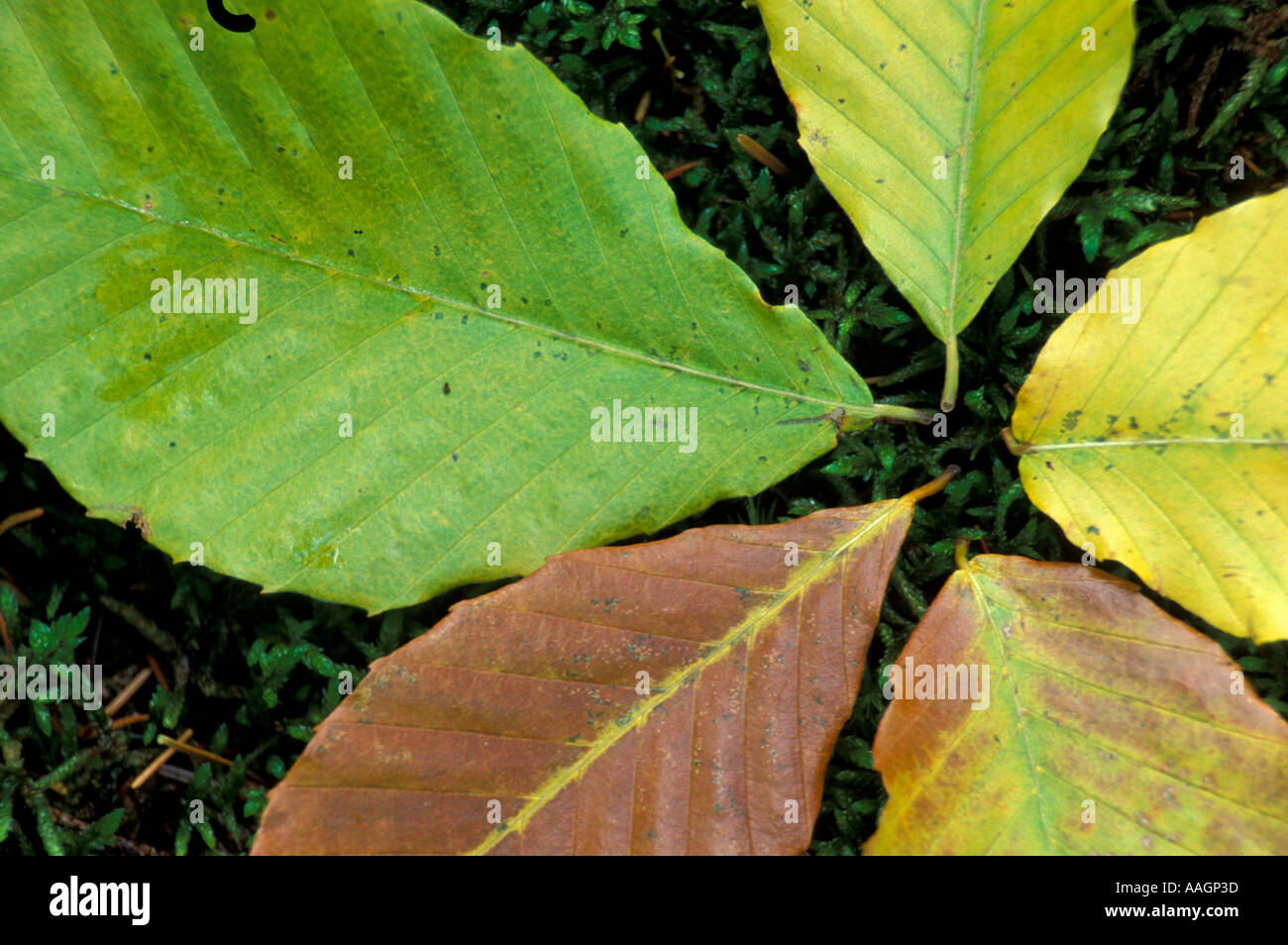 Crawford Notch State Park NH American Beech leaves in fall Fagus ...