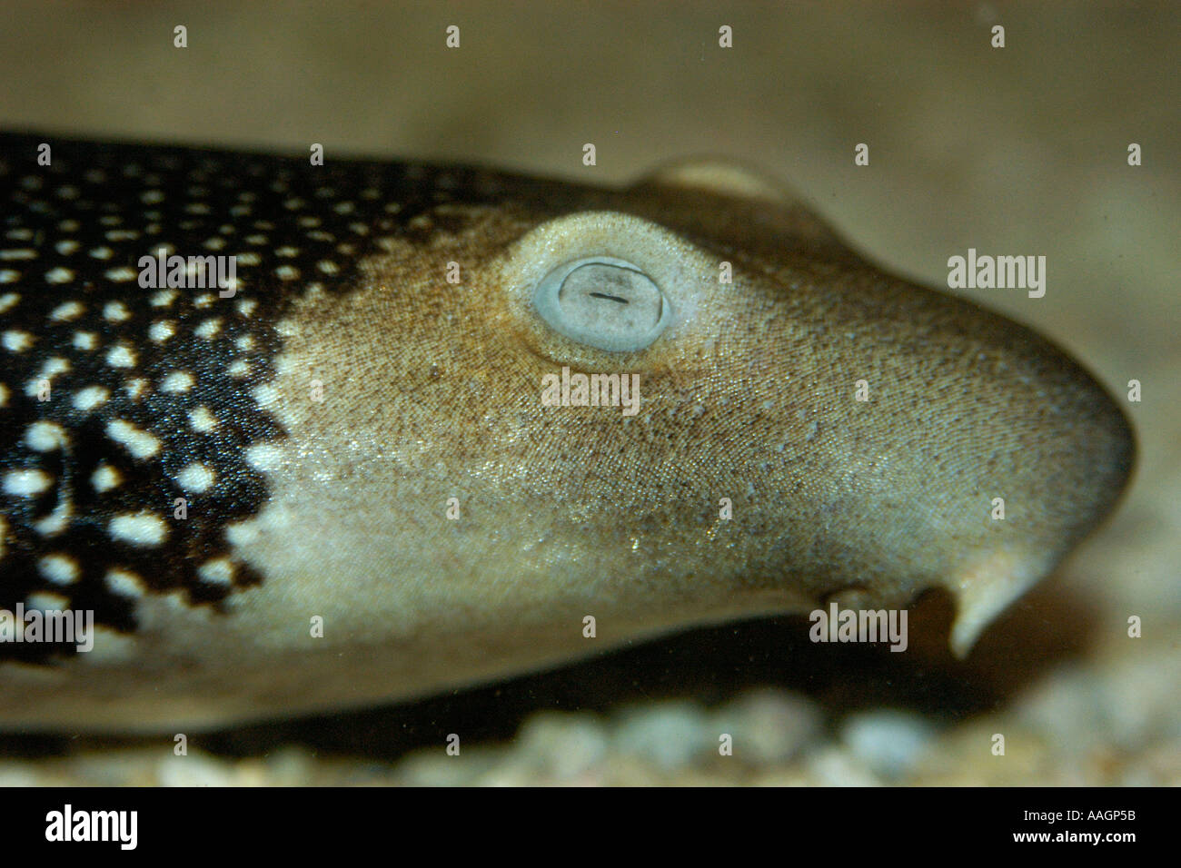 Carpet shark | Habitat, Species, & Facts | Britannica