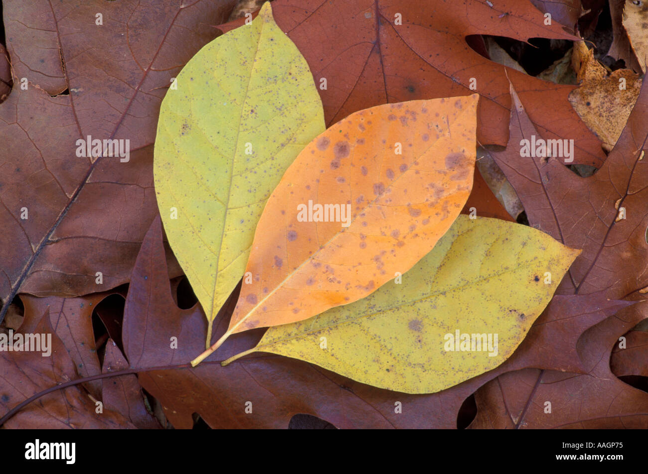 Stratham NH Spicebush Lindera benzoin leaves in fall Sandy Point Trail