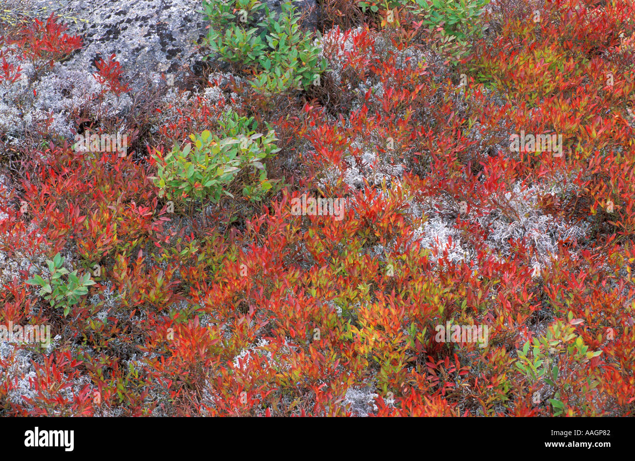 Newry ME Lowbush Blueberry Vaccinium vacillans Fall foliage on Puzzle Mountain in Maine s northern forest Newry ME Stock Photo