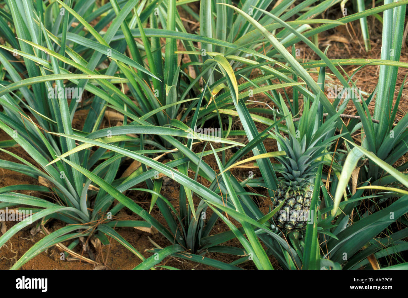 Croydon Plantation Jamaica A young pineapple Stock Photo Alamy