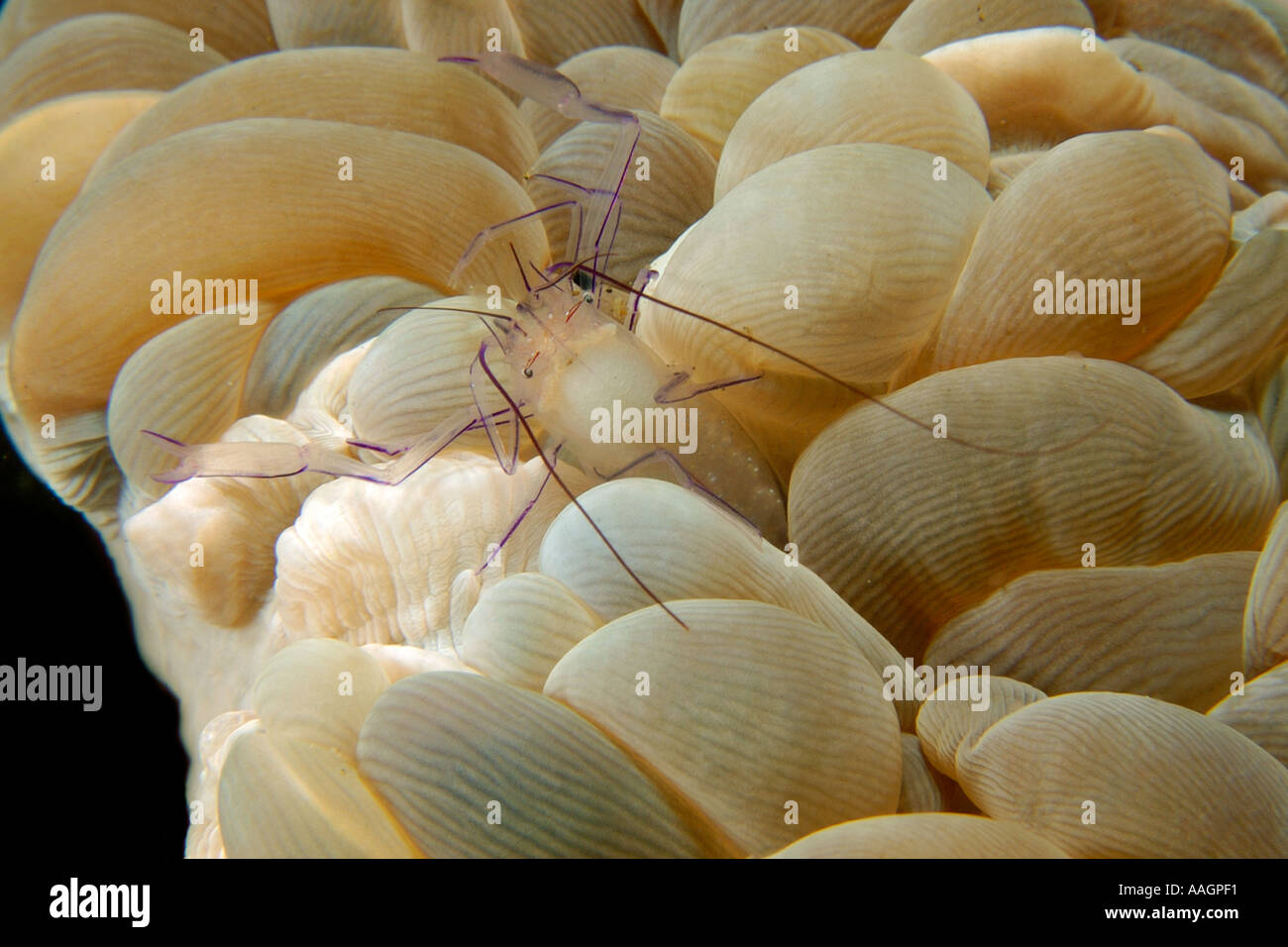 Bubble coral shrimp Vir philippinensis on bubble coral Plerogyra sinuosa Dumaguete Negros Island Philippines Stock Photo
