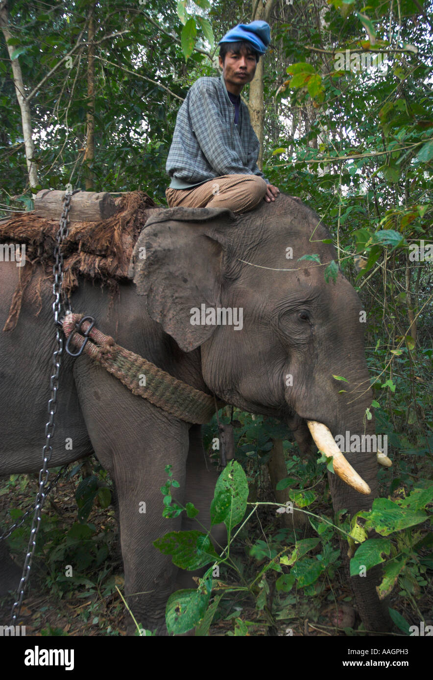 Asia Myanmar Burma Shan State near Lebin Elephant camp in Teak forest elephant resting with master riding Stock Photo