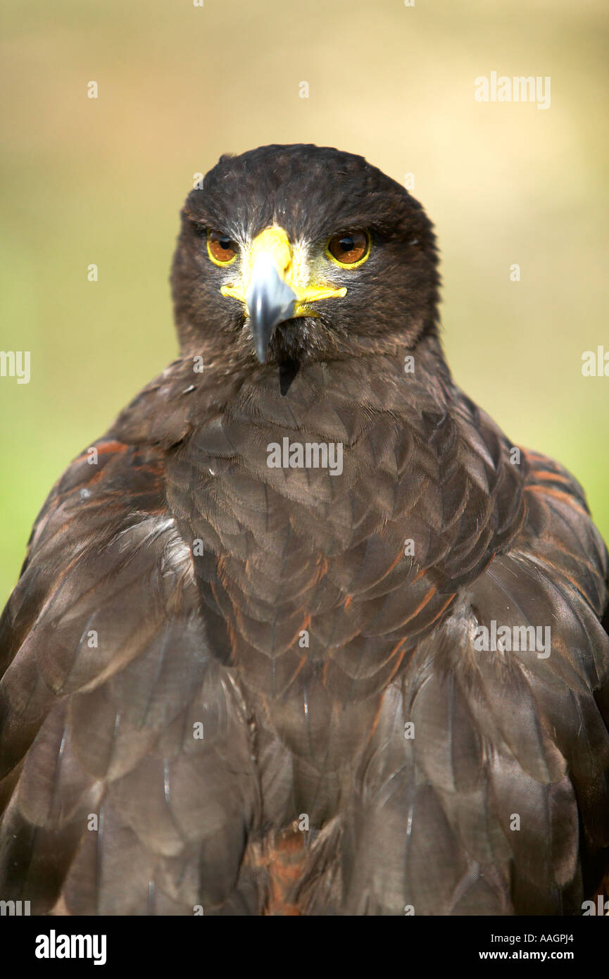Falconry in middle ages hires stock photography and images Alamy
