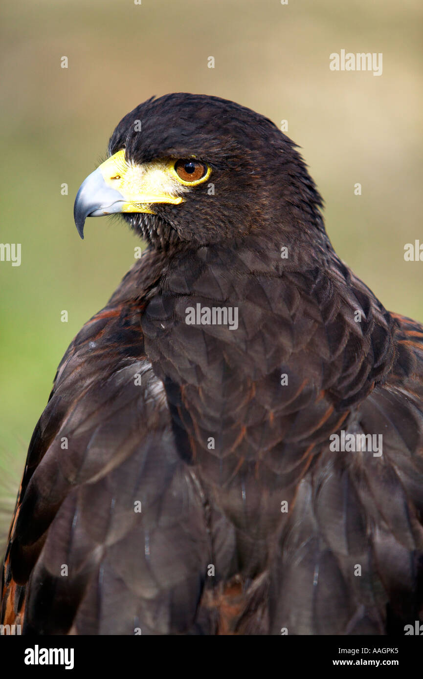 Falconry in middle ages hires stock photography and images Alamy